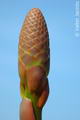 Aloe Arborescens
